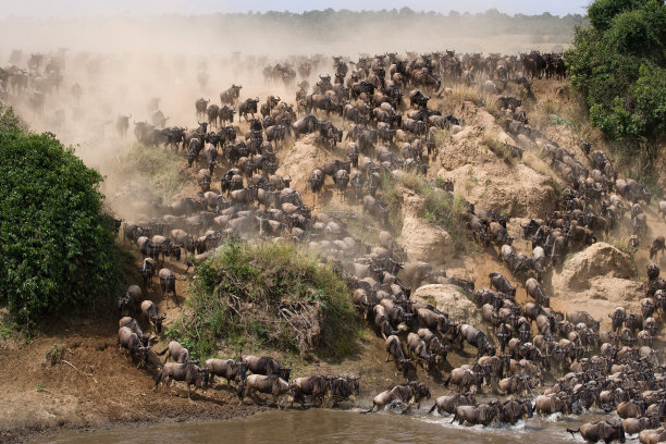 serengeti