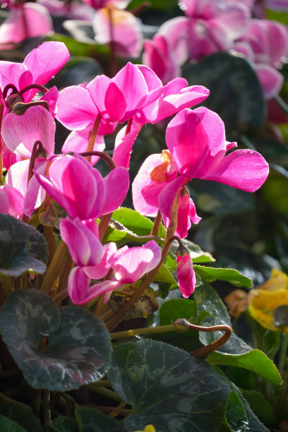 cyclamen