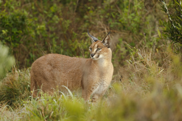 山猫儿