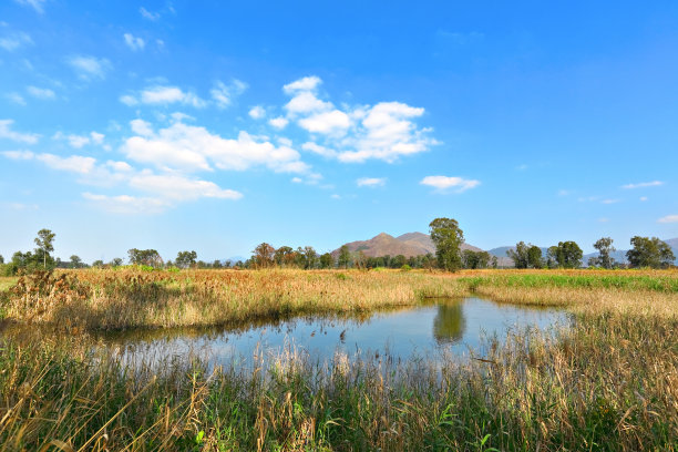 wetland