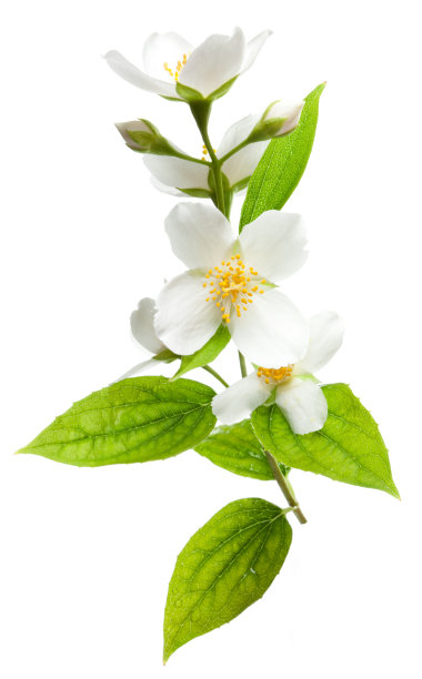 jasmine