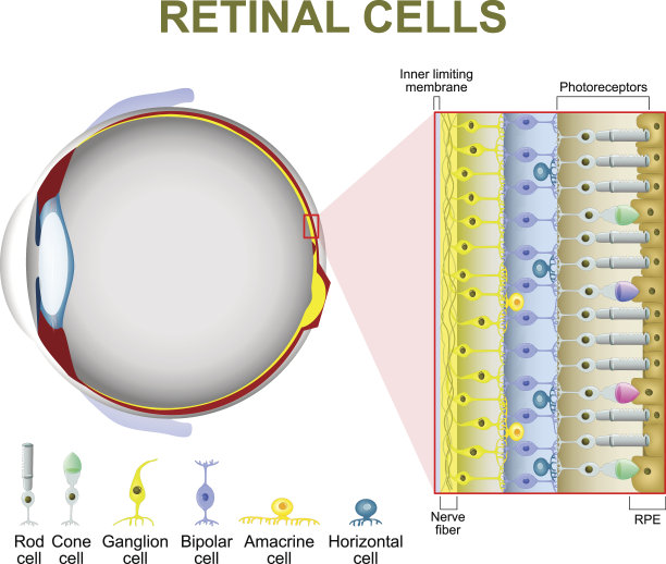 retina