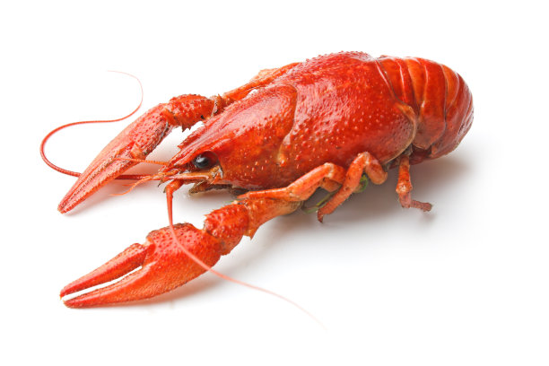 crawfish