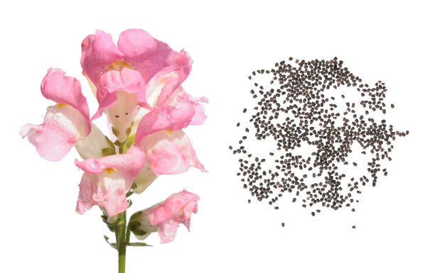 snapdragon