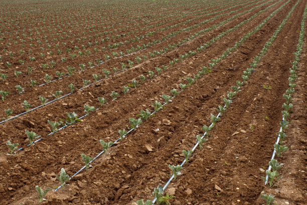 irrigation