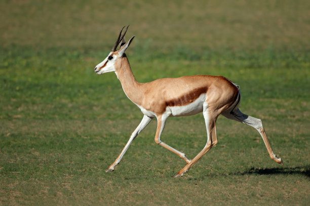 antelope