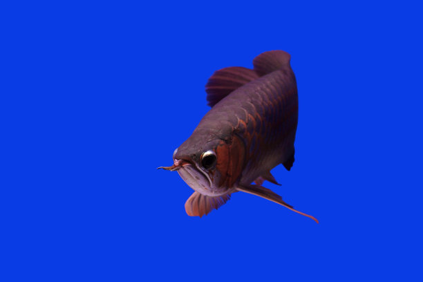 arowana