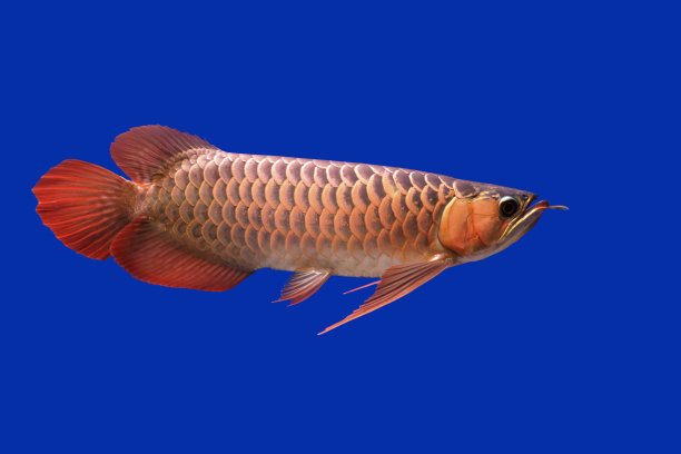 arowana