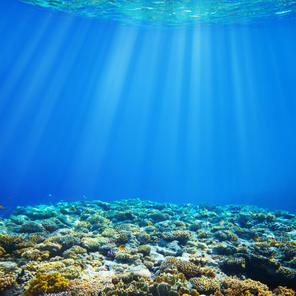 corals