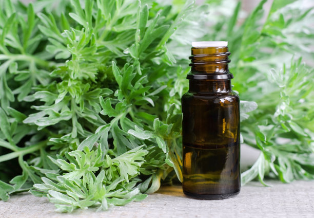 mugwort