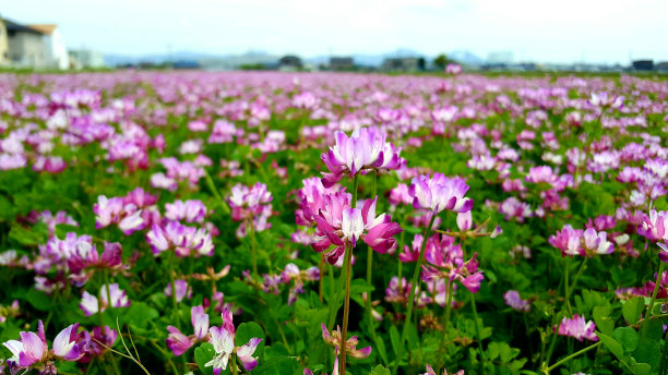 黄芪花