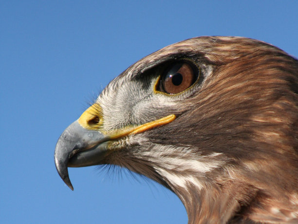 hawk