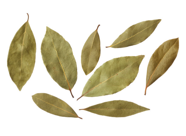 laurel