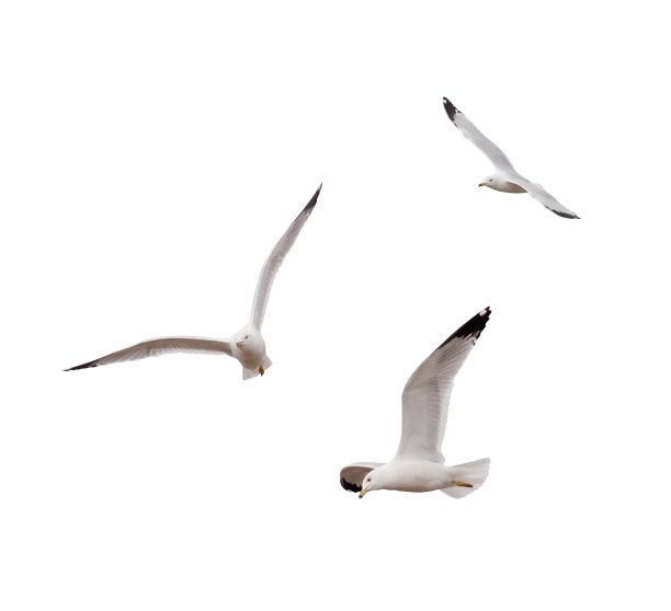 laridae