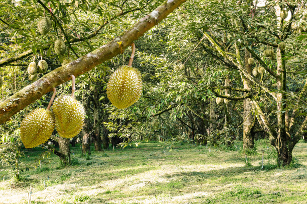 durian