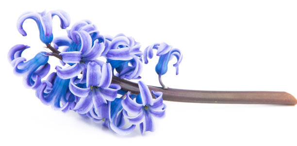 hyacinth