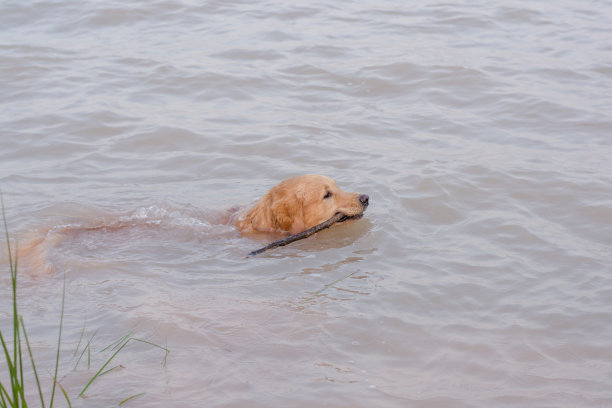 两只狗在海边