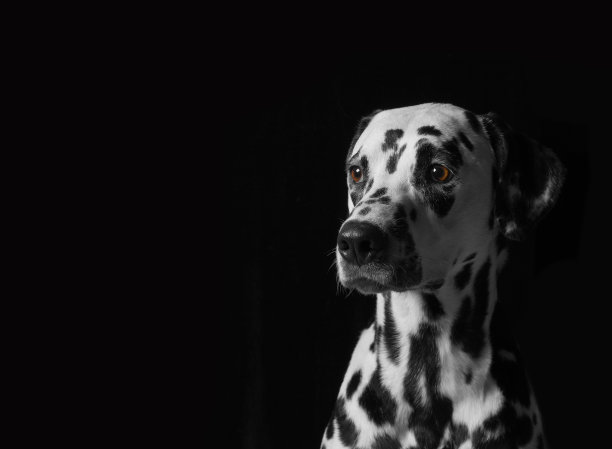dalmatian