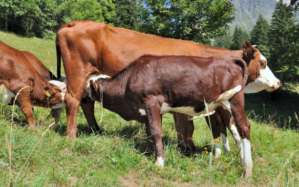 cow