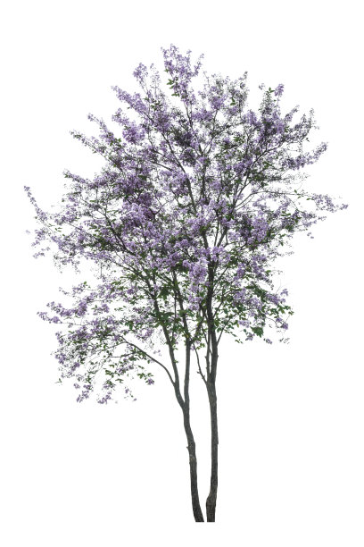 jacaranda