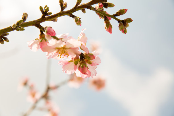 枝头水蜜桃