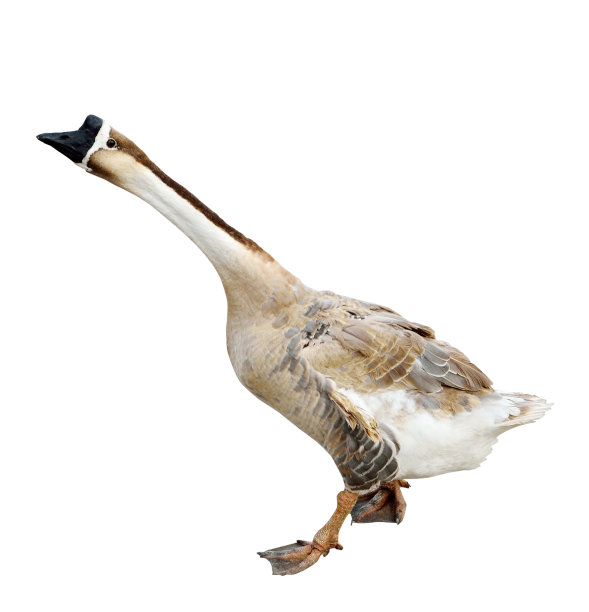 goose