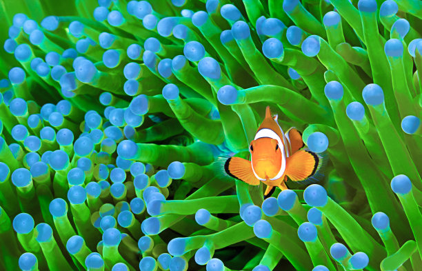 anemonefish