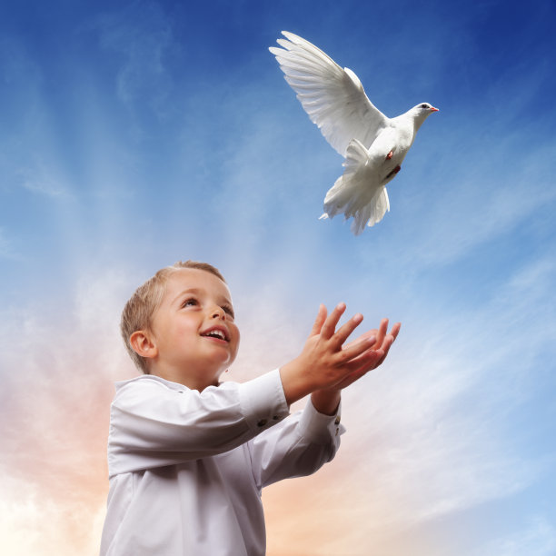 pigeon