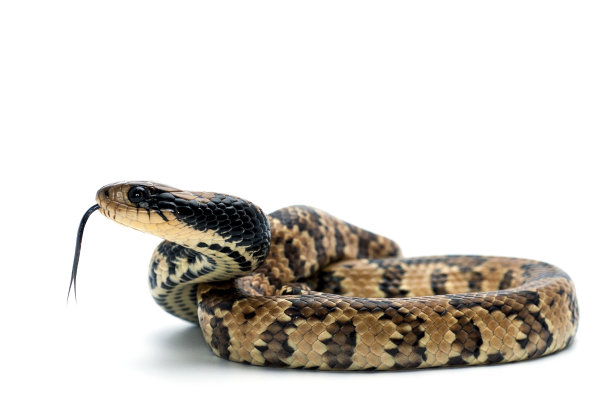 snake
