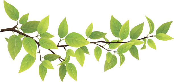 branches