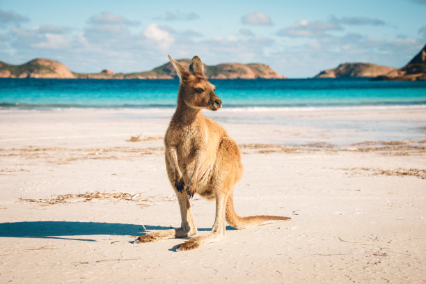 kangaroo