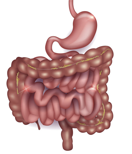 digestion