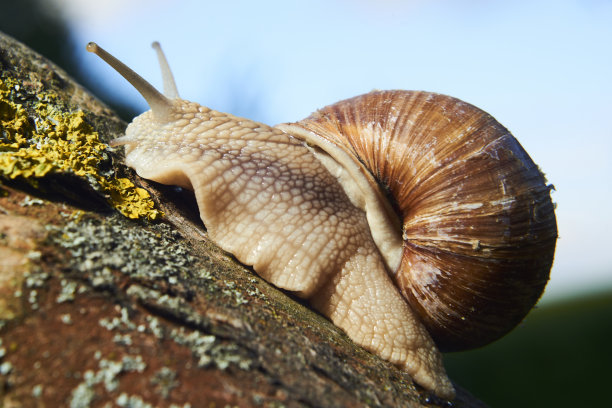 枝上的蜗牛