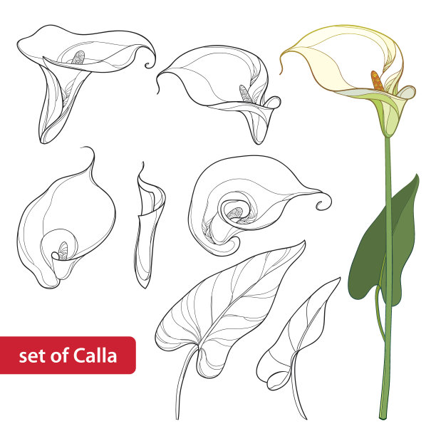 zantedeschia