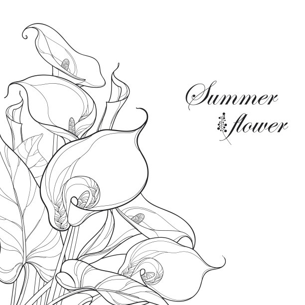 zantedeschia