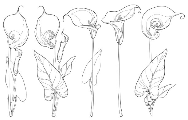 calla
