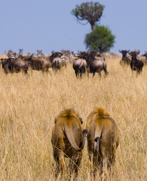 serengeti