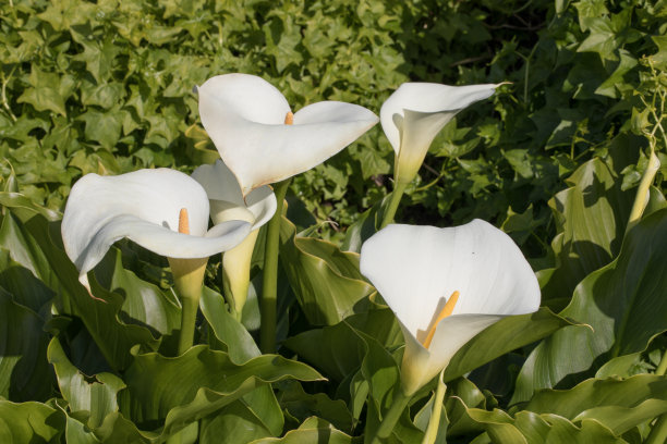 zantedeschia