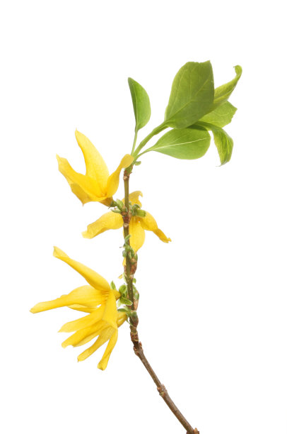 forsythia