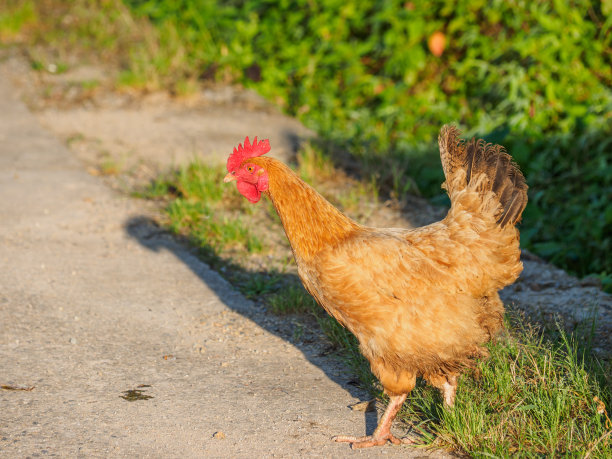 cock