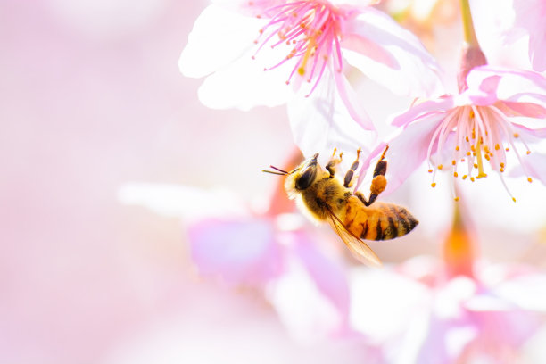 蜜蜂在花上