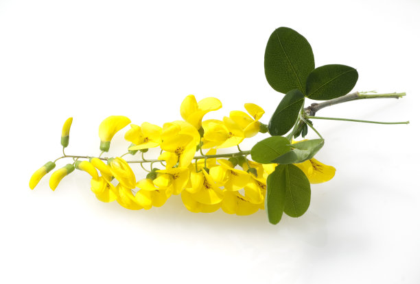 金链花