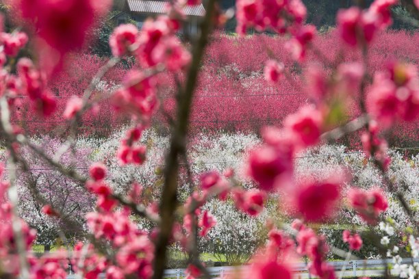 桃花风景图