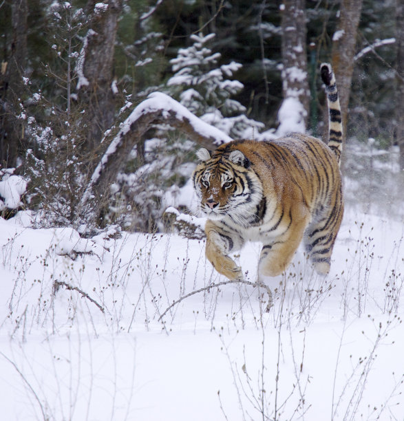 siberian