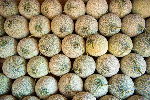 cantaloupe
