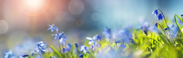 春天百花盛开万物复苏