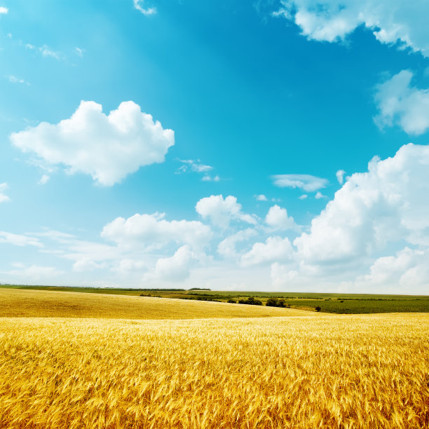 triticum