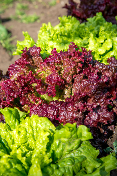 lactuca