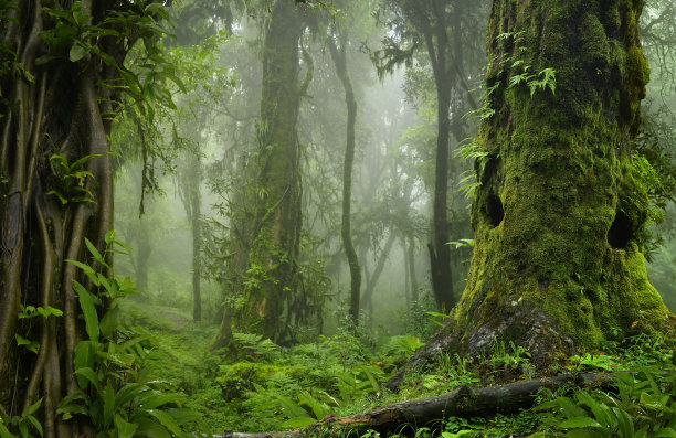 雨林秘境