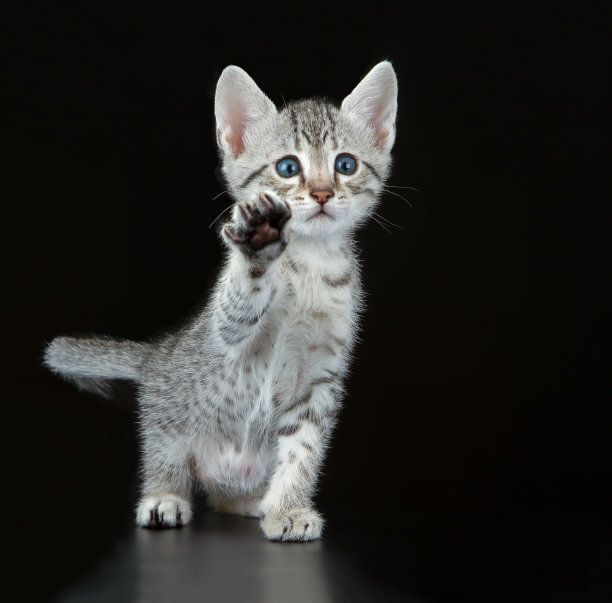 野生猫科动物